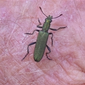 Eleale aspera (Clerid beetle) at Yass River, NSW - 15 Nov 2025 by SenexRugosus