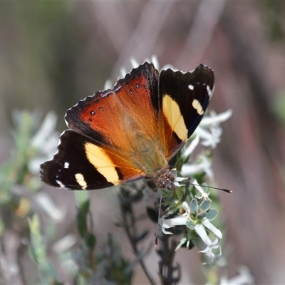 Vanessa itea (Yellow Admiral) at Strathnairn, ACT - 23 Oct 2025 by TimL