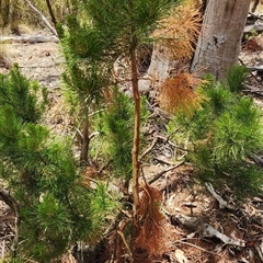 Dama dama at Kambah, ACT - 15 Nov 2025 by Darren308