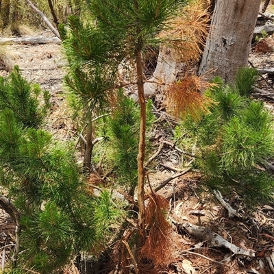 Dama dama at Kambah, ACT - 15 Nov 2025 by Darren308