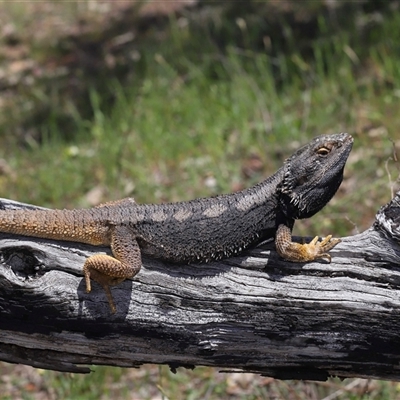 Pogona barbata at Strathnairn, ACT - 23 Oct 2025 by TimL