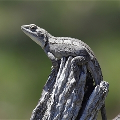 Amphibolurus muricatus at Throsby, ACT - 6 Nov 2025 by TimL