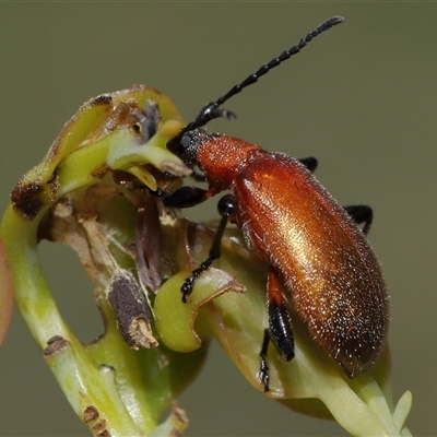 Ecnolagria grandis (Honeybrown beetle) at Forde, ACT - 6 Nov 2025 by TimL