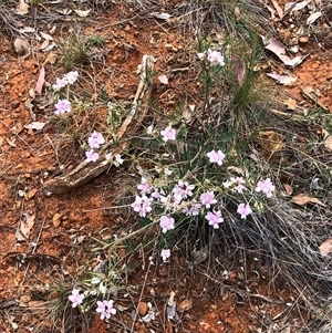 Lotus australis (Austral Trefoil) at Red Hill, ACT - Yesterday by MichaelMulvaney