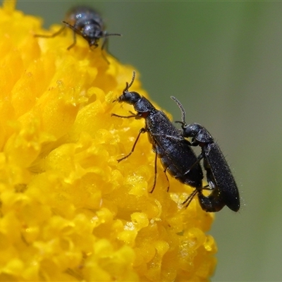 Unverified Beetle (Coleoptera) at Throsby, ACT - 6 Nov 2025 by TimL