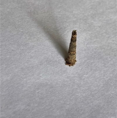 Conoeca or Lepidoscia (genera) IMMATURE (Unidentified Cone Case Moth larva, pupa, or case) at Hall, ACT - 8 Nov 2025 by Rosie