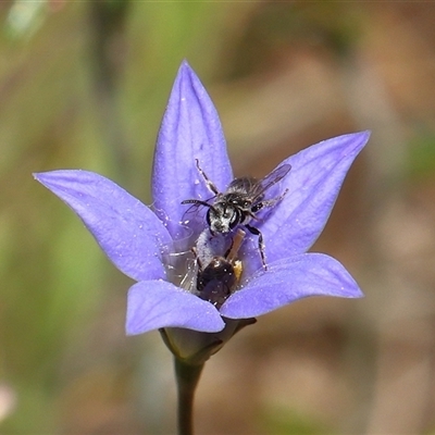 Lasioglossum (Chilalictus) sp. (genus & subgenus) (Halictid bee) at Throsby, ACT - 6 Nov 2025 by TimL