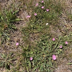 Convolvulus angustissimus subsp. angustissimus (Australian Bindweed) at Nicholls, ACT - Yesterday by Rosie