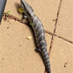 Tiliqua scincoides scincoides (Eastern Blue-tongue) by SteveBorkowskis