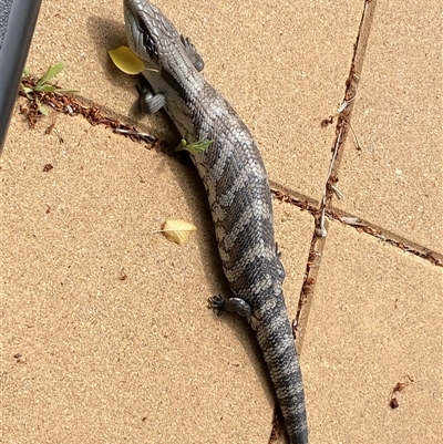 Tiliqua scincoides scincoides (Eastern Blue-tongue) at  - suppressed by SteveBorkowskis