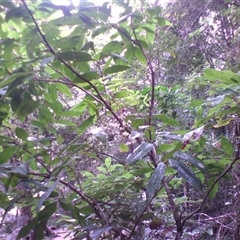 Lepiderema sericolignis (silkwood) at Syndicate, QLD - 27 Feb 2014 by JasonPStewart