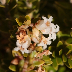 Unverified Other Shrub at Snowy Plain, NSW - 9 Nov 2025 by ConBoekel