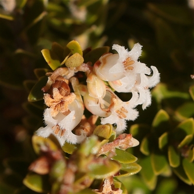 Unverified Other Shrub at Snowy Plain, NSW - 9 Nov 2025 by ConBoekel