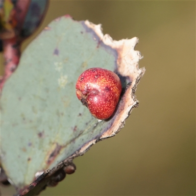 Unverified Unidentified Insect Gall at Snowy Plain, NSW - 9 Nov 2025 by ConBoekel