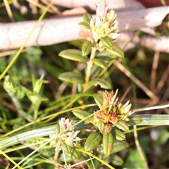 Unverified Other Shrub at Snowy Plain, NSW - 9 Nov 2025 by ConBoekel