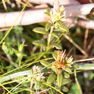 Unverified Other Shrub at Snowy Plain, NSW - 9 Nov 2025 by ConBoekel