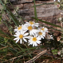 Unverified Other Shrub at Snowy Plain, NSW - 9 Nov 2025 by ConBoekel