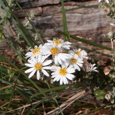 Unverified Other Shrub at Snowy Plain, NSW - 9 Nov 2025 by ConBoekel