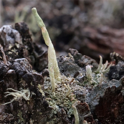 Unverified Moss, Liverwort or Hornwort at Snowy Plain, NSW - 9 Nov 2025 by ConBoekel