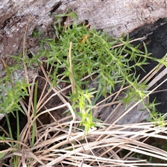 Unverified Other Wildflower or Herb at Snowy Plain, NSW - 9 Nov 2025 by ConBoekel