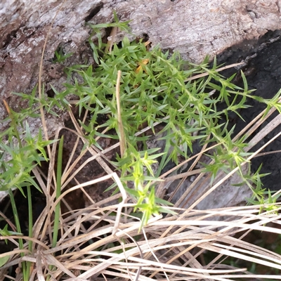 Unverified Other Wildflower or Herb at Snowy Plain, NSW - 9 Nov 2025 by ConBoekel