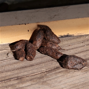 Trichosurus sp. at Snowy Plain, NSW - 9 Nov 2025 by ConBoekel