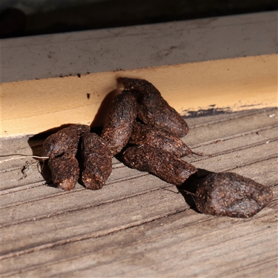 Trichosurus sp. at Snowy Plain, NSW - 9 Nov 2025 by ConBoekel