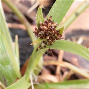 Unverified Rush, Sedge or Mat Rush at Snowy Plain, NSW - 9 Nov 2025 by ConBoekel