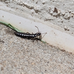 Unverified Insect by chriselidie