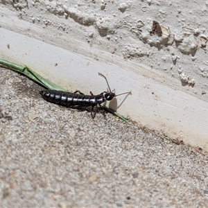 Dermaptera (order) (Earwig) by chriselidie