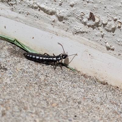 Unverified Insect at  - suppressed by chriselidie