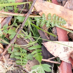 Unverified Other Wildflower or Herb at Snowy Plain, NSW - 9 Nov 2025 by ConBoekel
