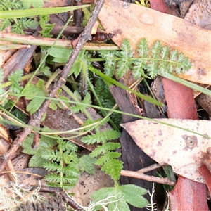 Unverified Other Wildflower or Herb at Snowy Plain, NSW - 9 Nov 2025 by ConBoekel