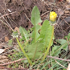 Unverified Daisy at Snowy Plain, NSW - 9 Nov 2025 by ConBoekel