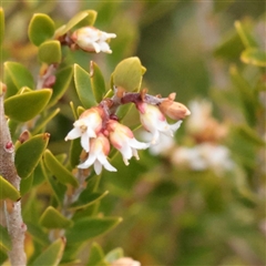 Unverified Other Shrub at Snowy Plain, NSW - 9 Nov 2025 by ConBoekel