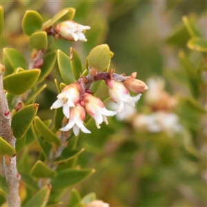 Unverified Other Shrub at Snowy Plain, NSW - 9 Nov 2025 by ConBoekel
