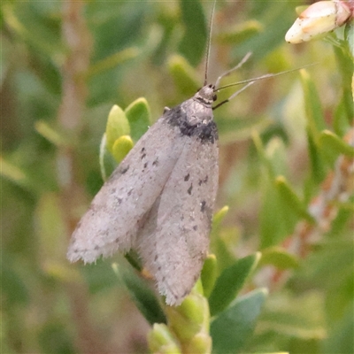 Philobota orescoa (a Concealer Moth) at Snowy Plain, NSW - 9 Nov 2025 by ConBoekel