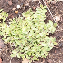 Unverified Other Wildflower or Herb at Snowy Plain, NSW - 9 Nov 2025 by ConBoekel