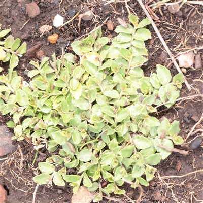 Unverified Other Wildflower or Herb at Snowy Plain, NSW - 9 Nov 2025 by ConBoekel