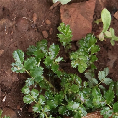 Unverified Other Wildflower or Herb at Snowy Plain, NSW - 9 Nov 2025 by ConBoekel