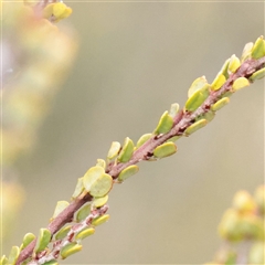 Unverified Other Shrub at Snowy Plain, NSW - 9 Nov 2025 by ConBoekel