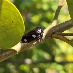 Eurymela distincta (Gumtree leafhopper) at Symonston, ACT - 15 Nov 2025 by Mike