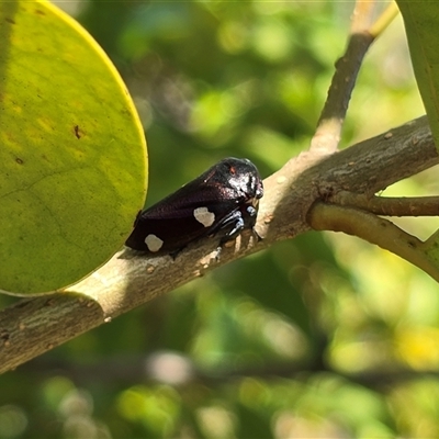 Eurymela distincta (Gumtree leafhopper) at Symonston, ACT - 15 Nov 2025 by Mike