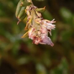 Unverified Other Shrub at Snowy Plain, NSW - 9 Nov 2025 by ConBoekel