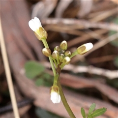 Unverified Other Wildflower or Herb at Snowy Plain, NSW - 9 Nov 2025 by ConBoekel