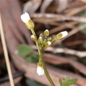 Unverified Other Wildflower or Herb at Snowy Plain, NSW - 9 Nov 2025 by ConBoekel