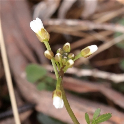 Unverified Other Wildflower or Herb at Snowy Plain, NSW - 9 Nov 2025 by ConBoekel