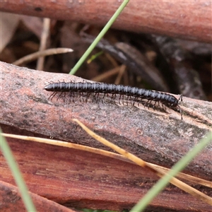 Unverified Millipede (Diplopoda) at Snowy Plain, NSW - 9 Nov 2025 by ConBoekel