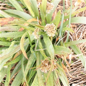Unverified Rush, Sedge or Mat Rush at Snowy Plain, NSW - 9 Nov 2025 by ConBoekel