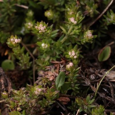 Unverified Other Wildflower or Herb at Snowy Plain, NSW - 9 Nov 2025 by ConBoekel